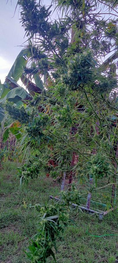 Samoeng Fishing Park Home Stay Buitenkant foto